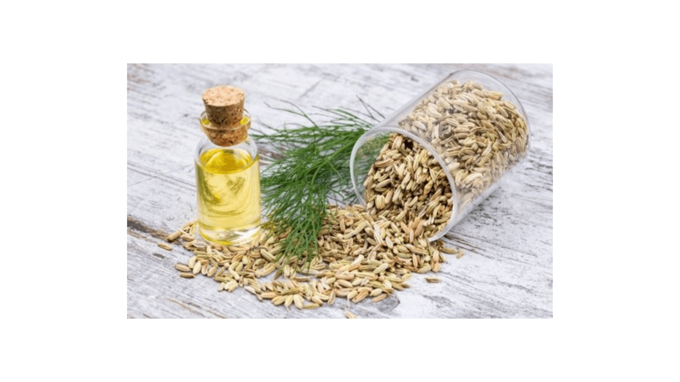 Fennel oil