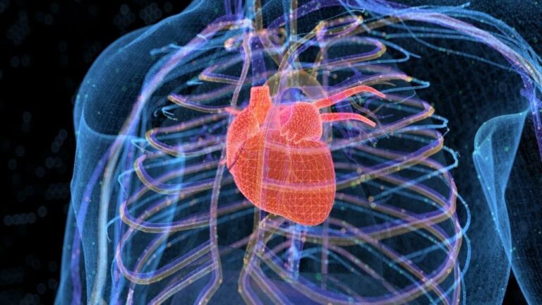 What Is Obesity And Heart Muscles? The Heart Of The Matter!