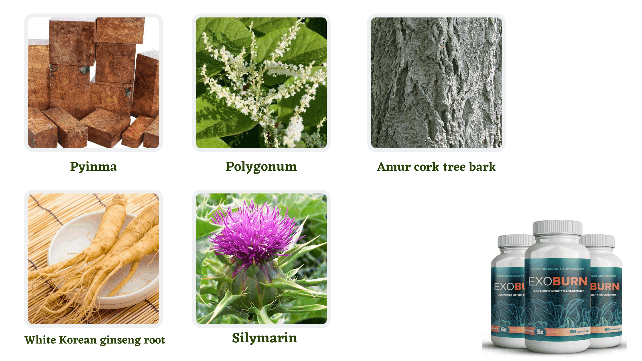 ExoBurn Ingredients