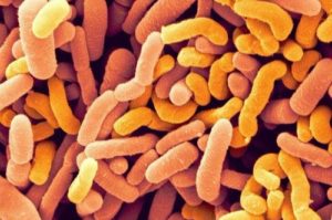 BioFit Ingredient Bifidobacterium Breve