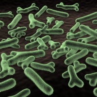 BioFit Ingredient Bifidobacterium Longum