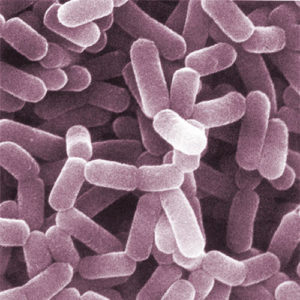 BioFit Ingredient Lactobacillus Casei