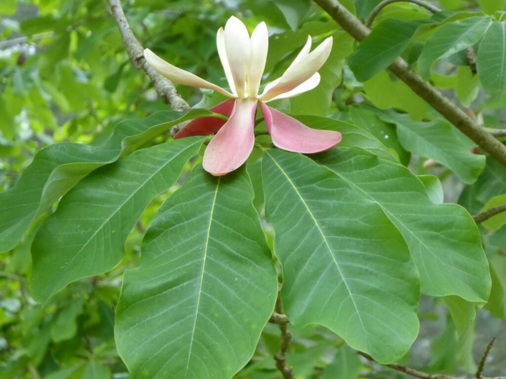 Houpo Magnolia Tree