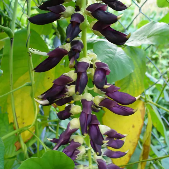 Mucuna pruriens