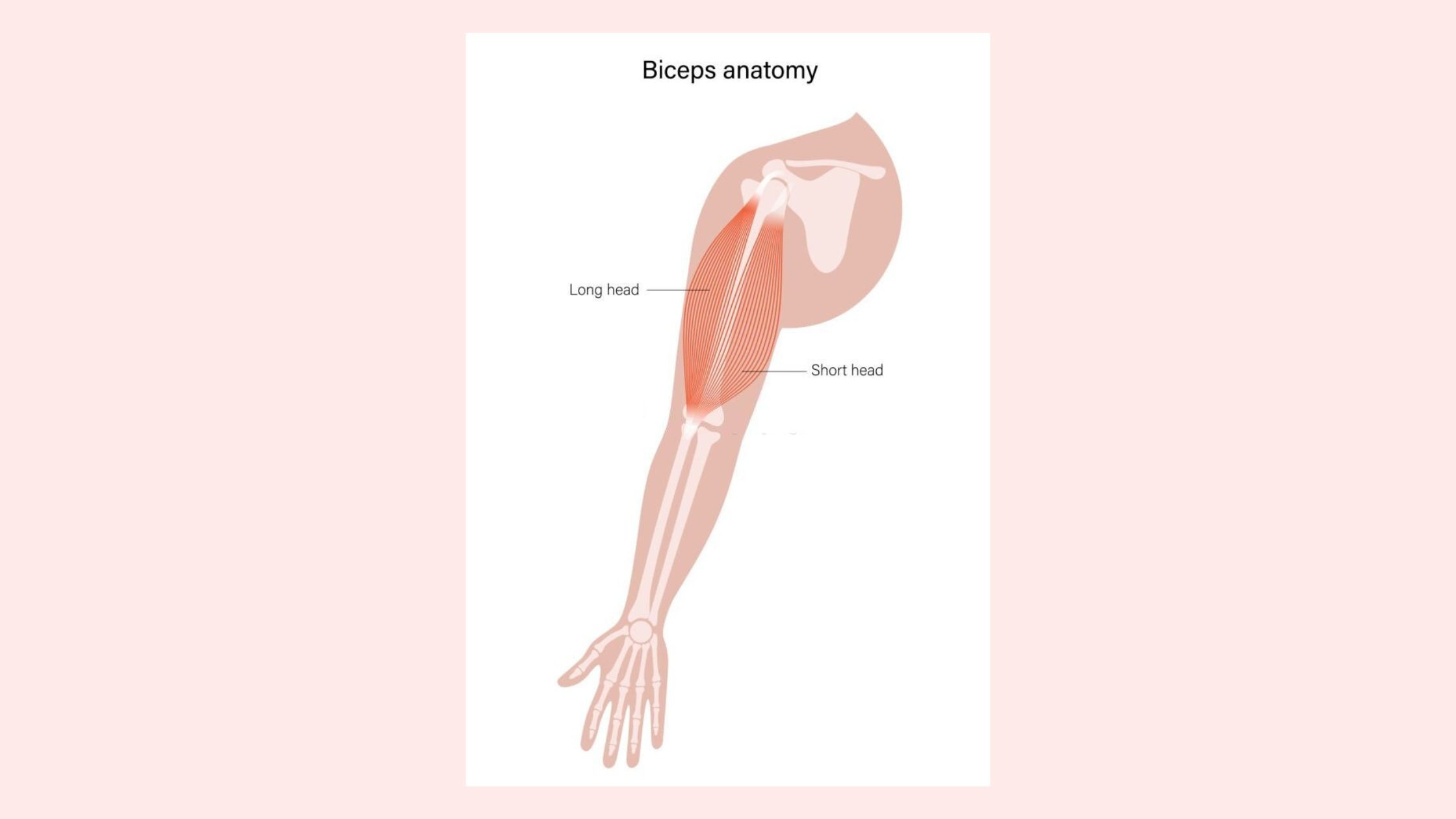 Anatomy of The Biceps