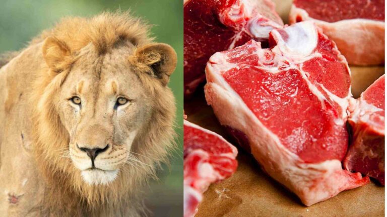 TikTok Lion Diet Trend – Nutritionist Warns