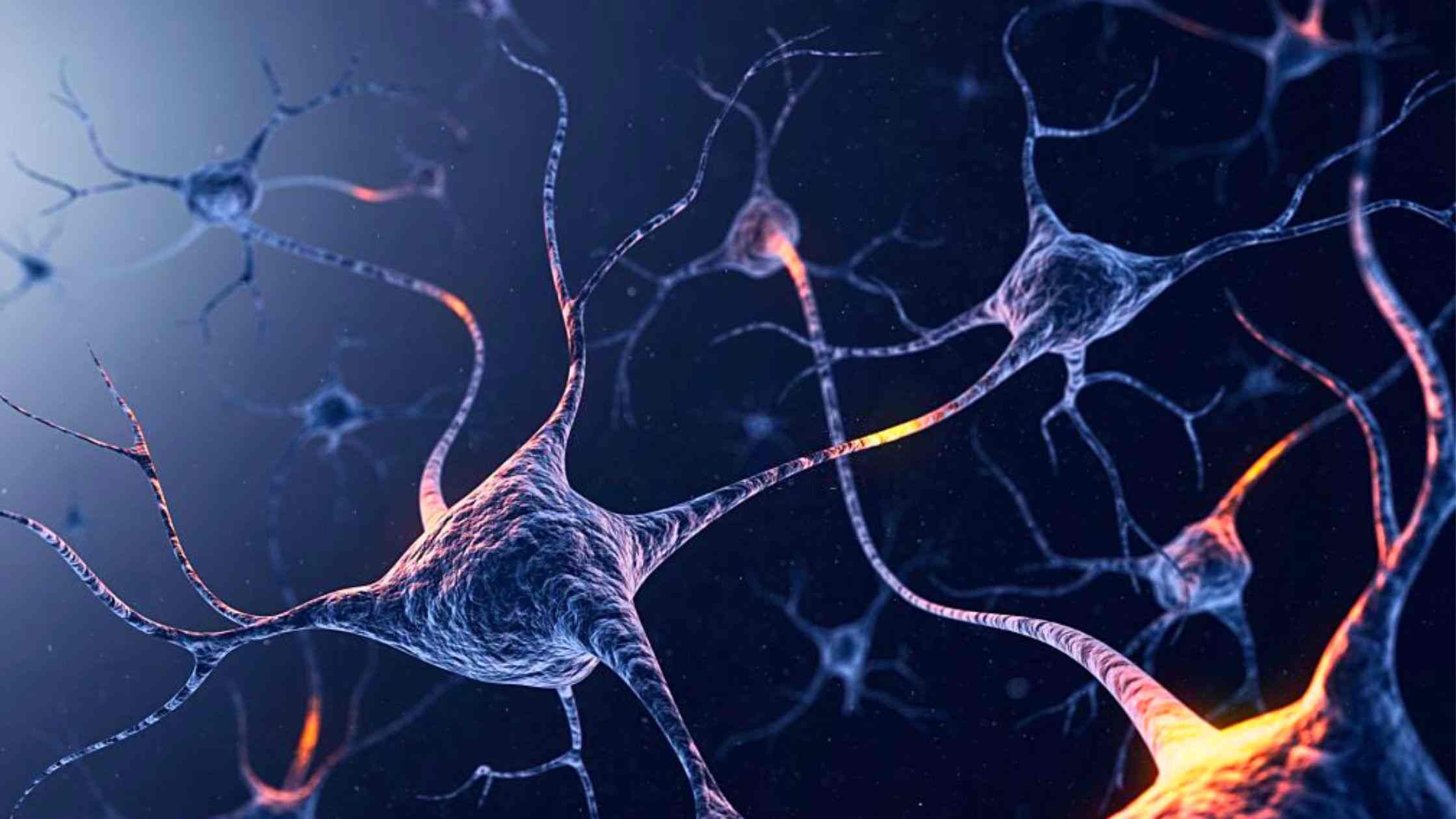 Blood-Brain Barrier In Neuron Function