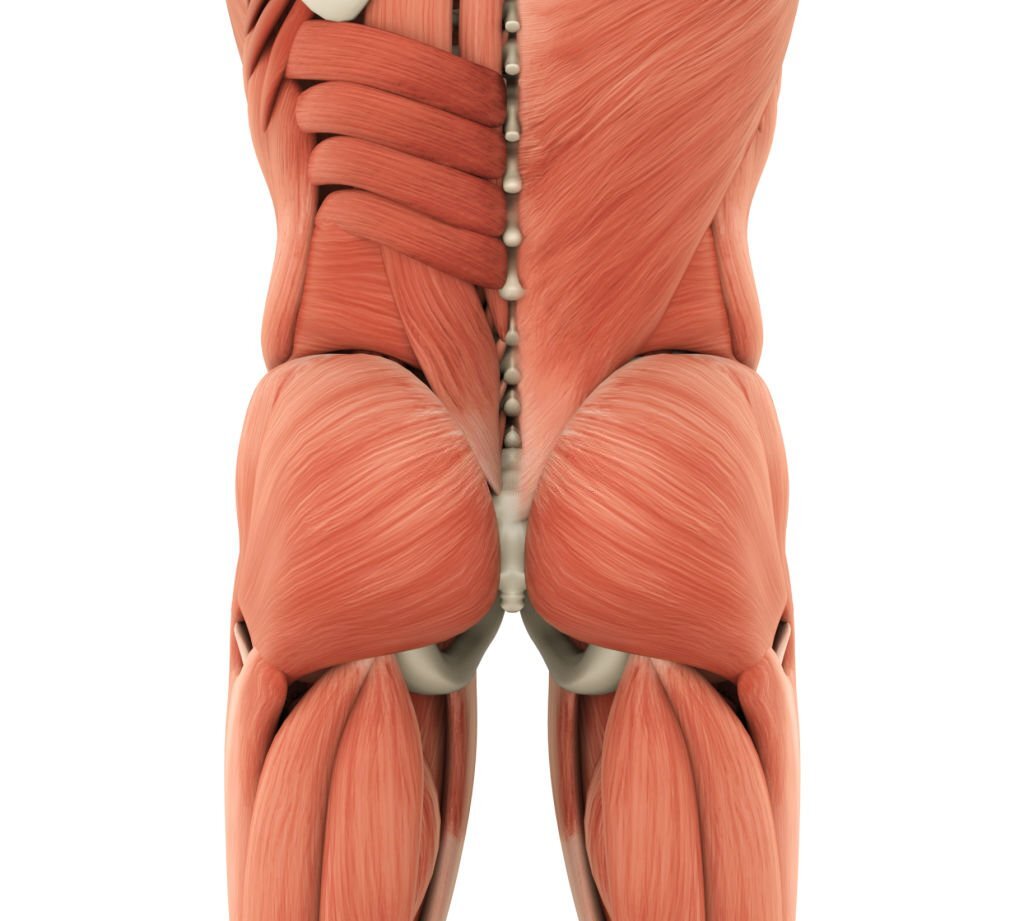 Gluteal Muscles