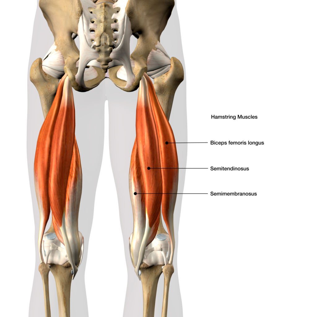 Hamstrings