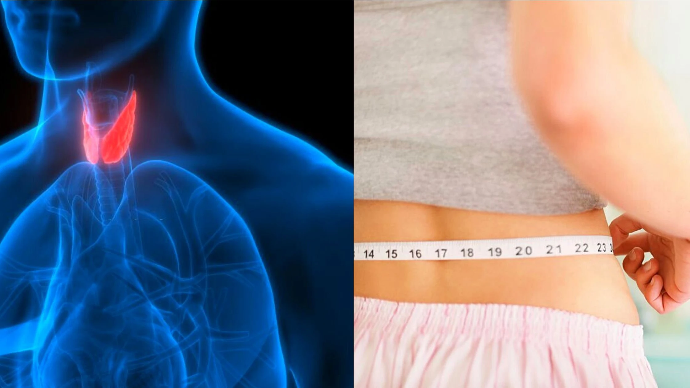 Thyroid And Weight Gain How Do They Relate 