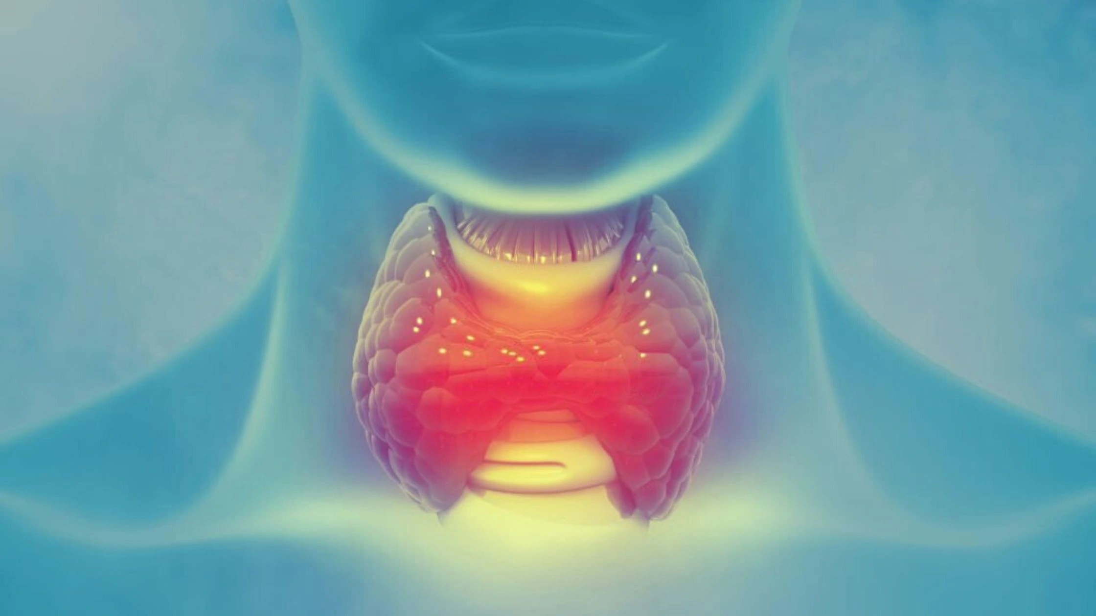 Thyroid gland 