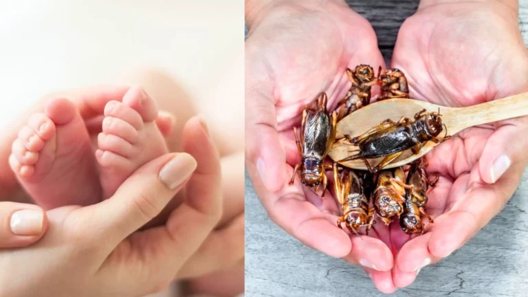 A Canadian Mom Includes Crickets In Her Baby’s Diet To Cut Expenses!