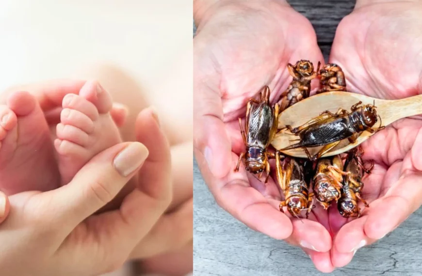 Canadian Mom Includes Crickets In Her Baby's Diet