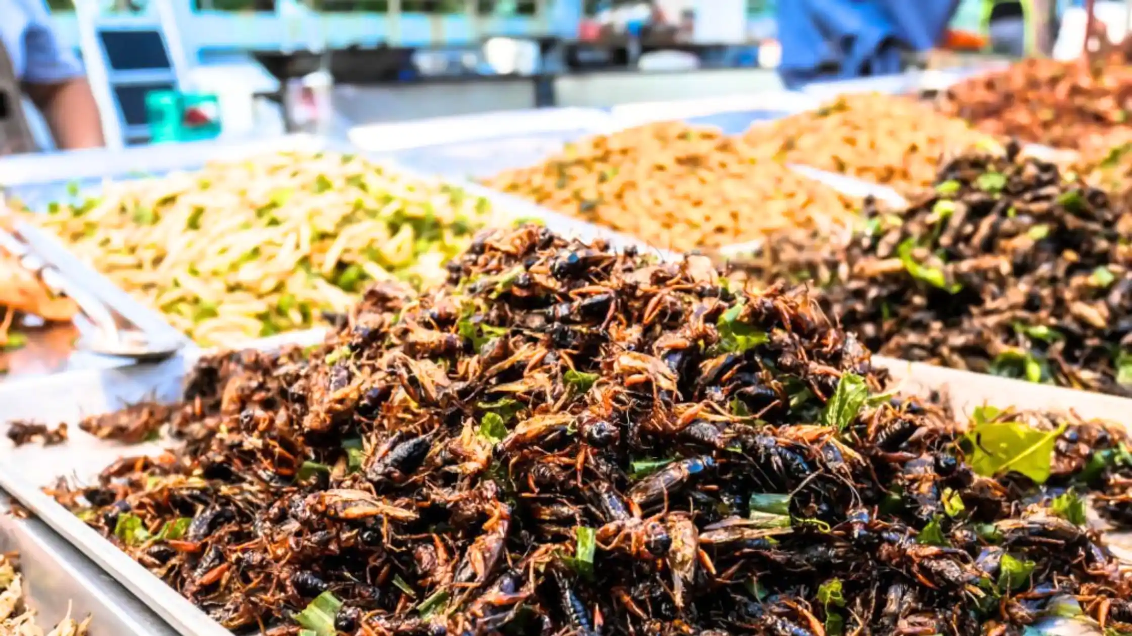 Canadian Mom Includes Crickets In Her Baby's Diet